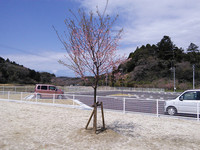 第1回福島県いわき市植樹