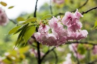 4月17日　[観桜会]国立多摩森林科学園