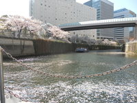 目黒川畔満開の桜