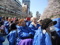 船上から満開の桜を愛でる