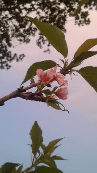 スリランカのウバ大学に植樹した桜が開花