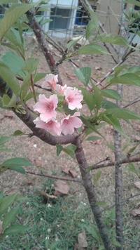 スリランカのウバ大学に植樹した桜が開花