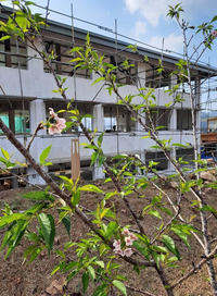 スリランカのウバ大学に植樹した桜が開花