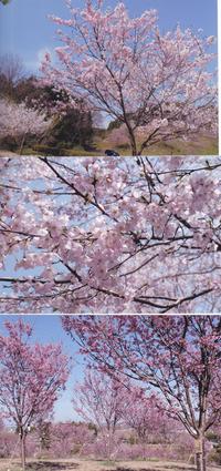 埼玉県寄居町で植樹した桜が満開になりました