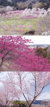 埼玉県寄居町で植樹した桜が満開になりました