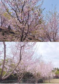 埼玉県寄居町で植樹した桜が満開になりました