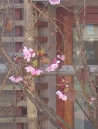 【２０１８年にインドのメガラヤ州シロン市で植樹した大漁桜が開花したとの連絡が入りました。】