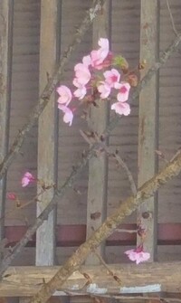 【２０１８年にインドのメガラヤ州シロン市で植樹した大漁桜が開花したとの連絡が入りました。】