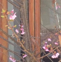 【２０１８年にインドのメガラヤ州シロン市で植樹した大漁桜が開花したとの連絡が入りました。】