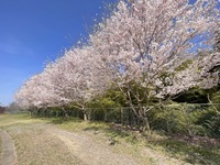 会員が9年前に植樹した桜の姿