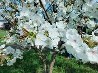 ｛太白｝桜